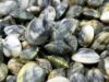 Pesca, M5S incassa la vittoria per i vongolari: grazie a noi si potranno pescare vongole di 22mm di taglia dal primo gennaio 2017