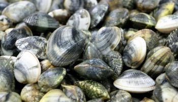 Vongole-sec