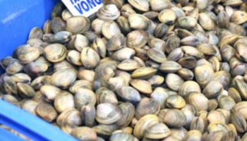 vongole3