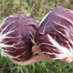 Coronavirus/Agroalimentare. Baldin (M5S): Radicchio Chioggia, servono incentivi regionali per produttori e accordi svuota-stock