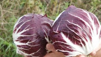 Coronavirus/Agroalimentare. Baldin (M5S): Radicchio Chioggia, servono incentivi regionali per produttori e accordi svuota-stock