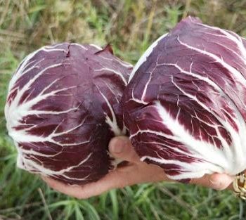 Coronavirus/Agroalimentare. Baldin (M5S): Radicchio Chioggia, servono incentivi regionali per produttori e accordi svuota-stock