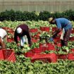 lavoratori-agricoli-stagionali