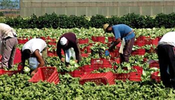 lavoratori-agricoli-stagionali