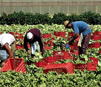 lavoratori-agricoli-stagionali