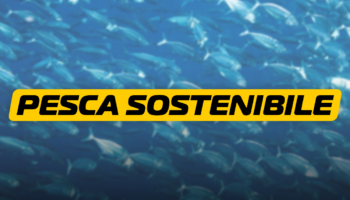 pesca sostenibile – blog