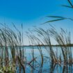 the-tampa-bay-estuary-program-VSuxT026NqM-unsplash