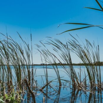 the-tampa-bay-estuary-program-VSuxT026NqM-unsplash