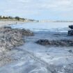 ripascimento isola verde da nuova venezia